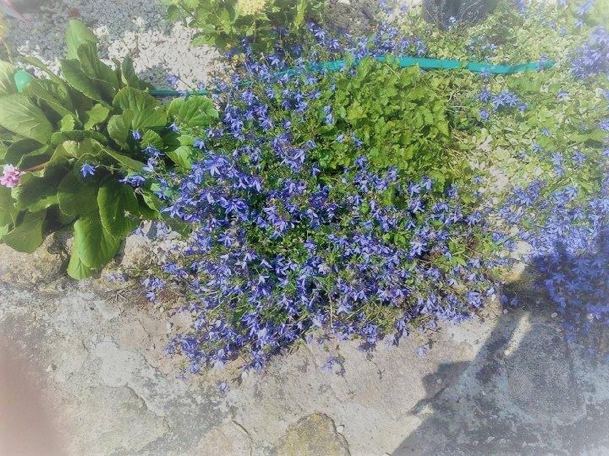Un Petit Coin De Paradis Gluiras Esterno foto